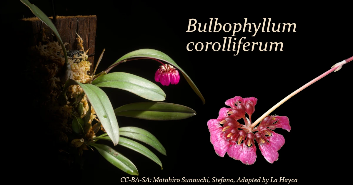 Bulbophyllum corolliferum