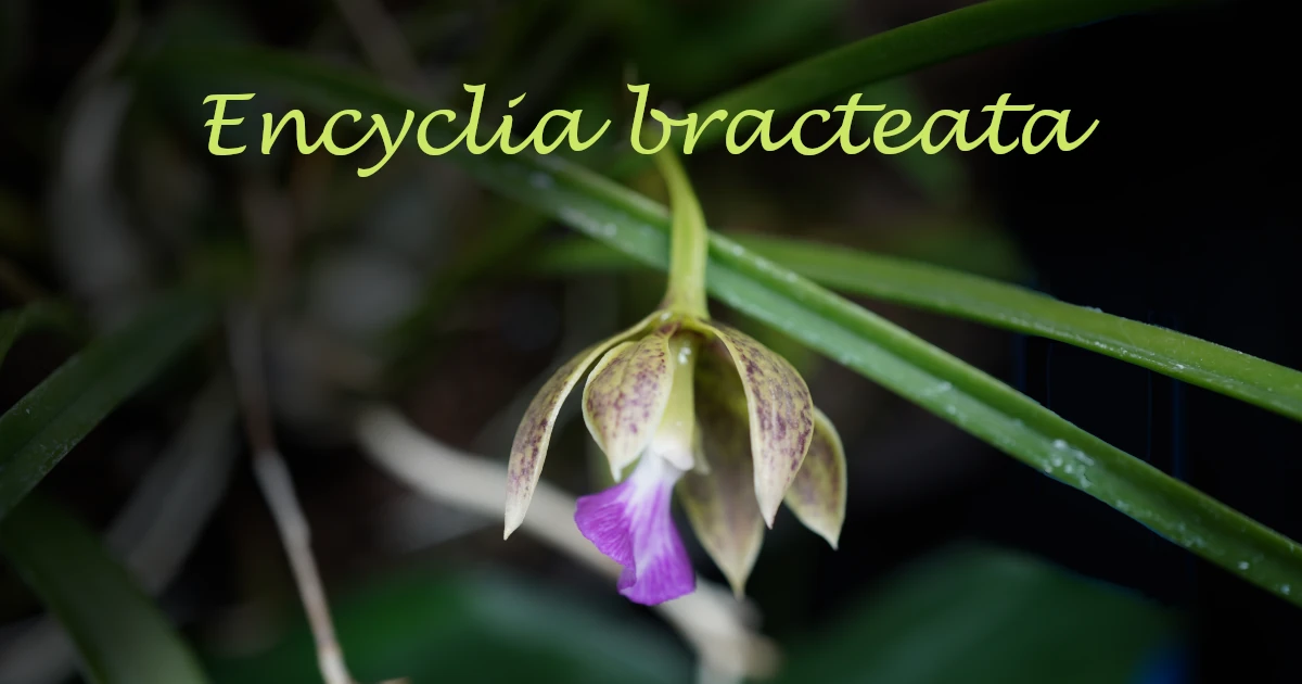 Encyclia bracteata