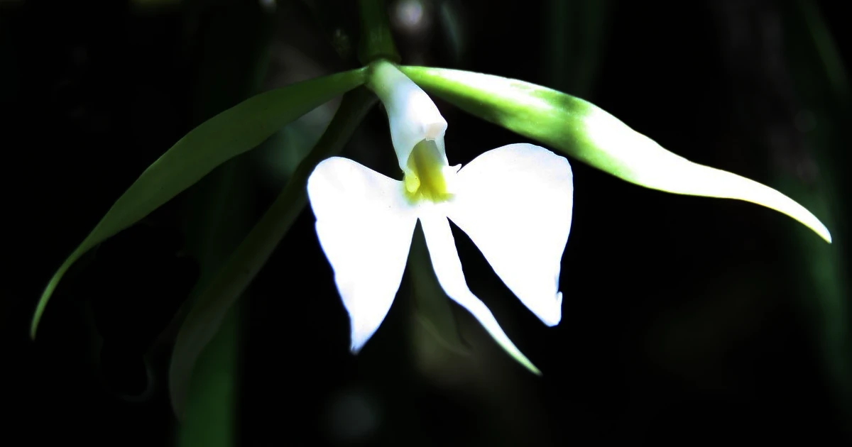 Epidendrum parkinsonianum