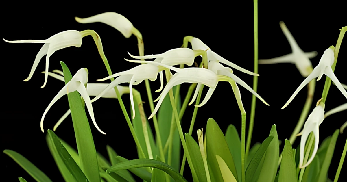 Masdevallia gutierrezii