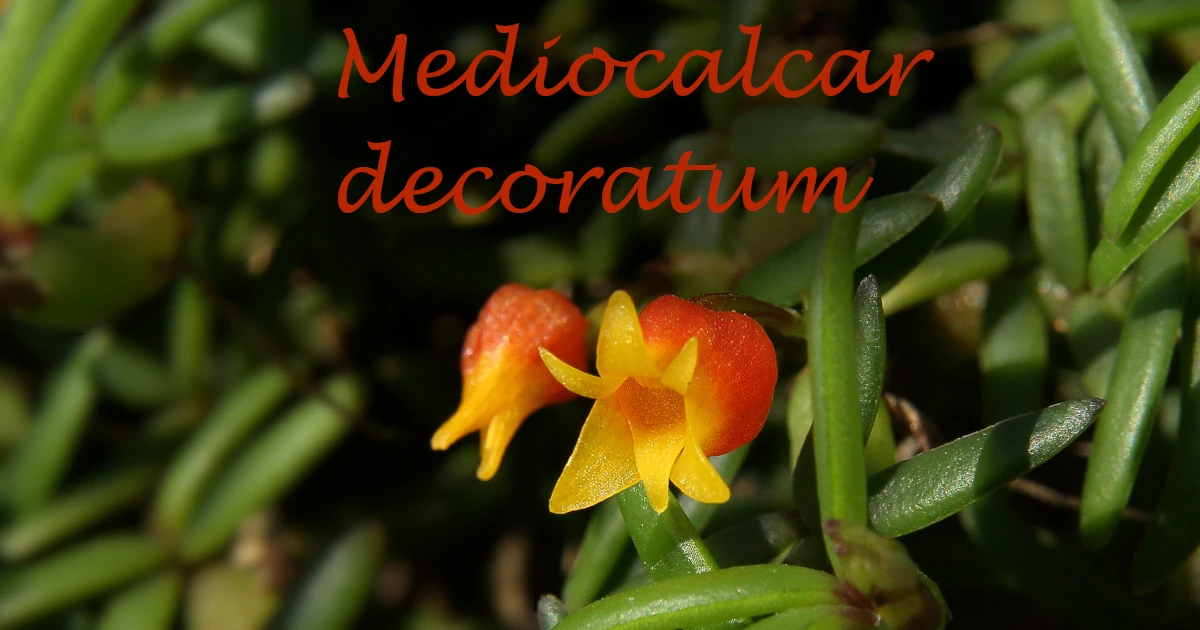 Mediocalcar decoratum