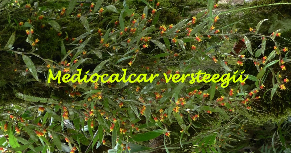 Mediocalcar versteegii