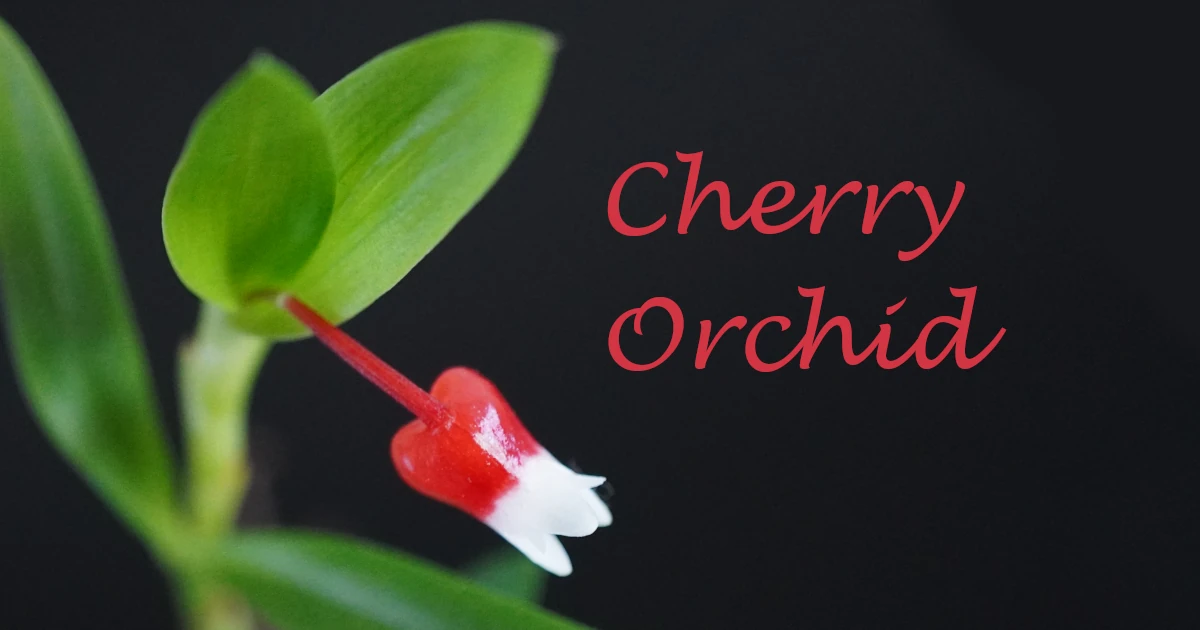 Mediocalcar属 (cherry orchid)