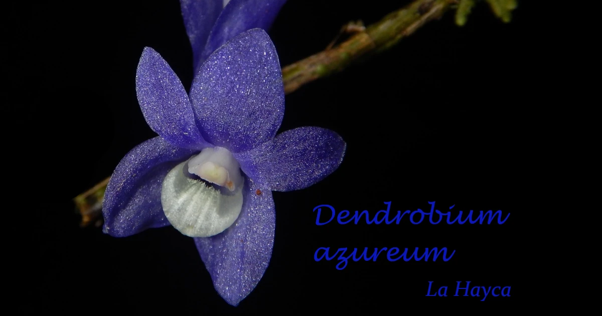 Dendrobium azureum
