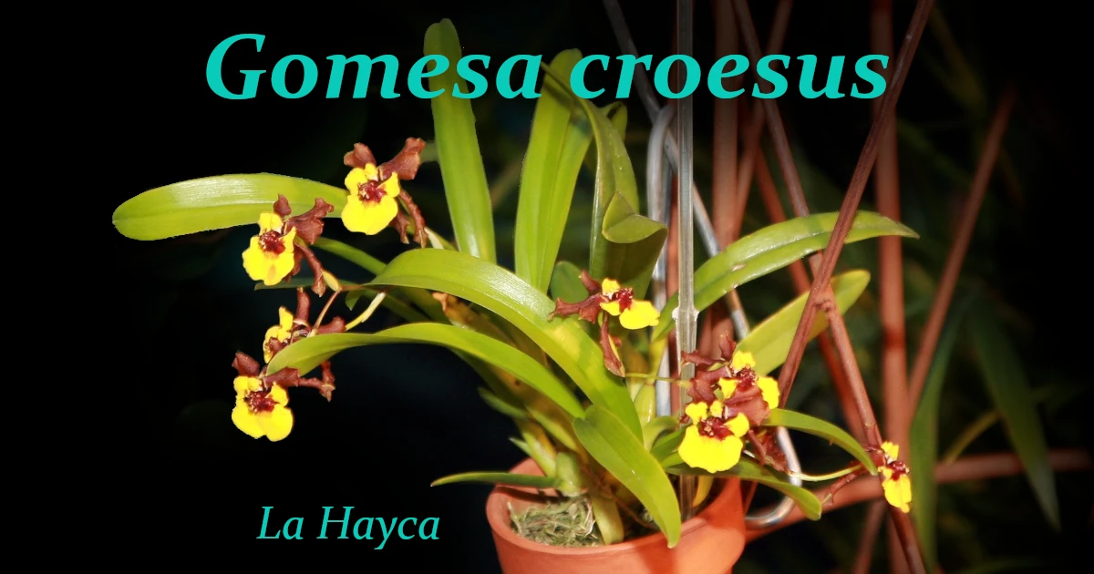 Gomesa croesus