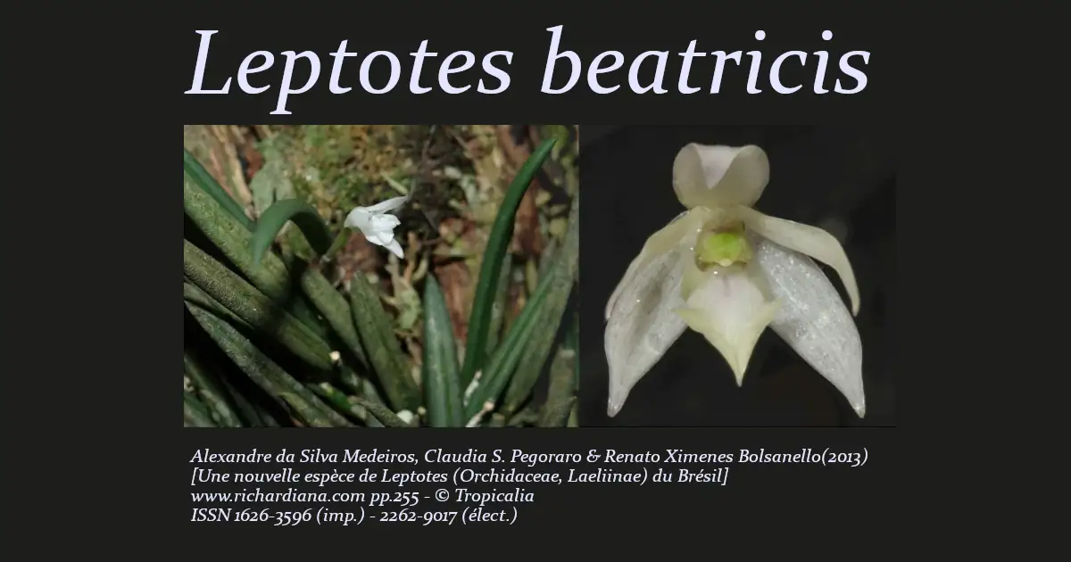 レプトテス ベアトリシス