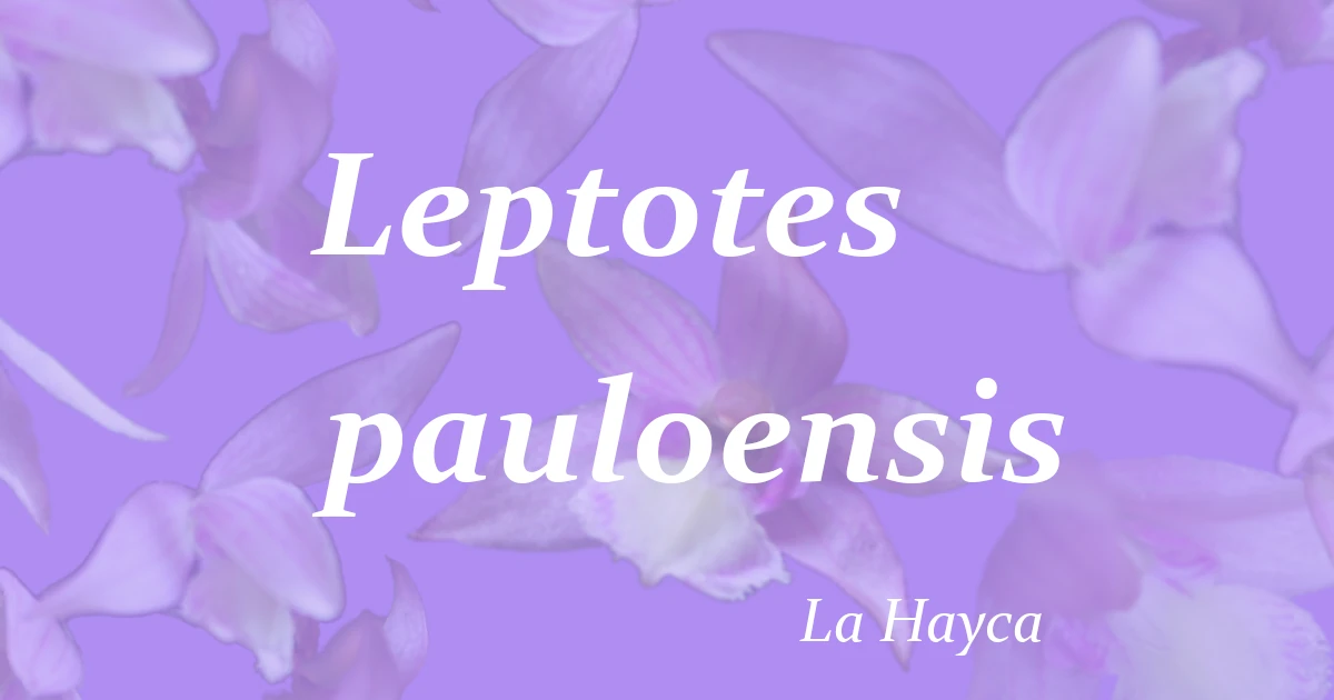 Leptotes pauloensis