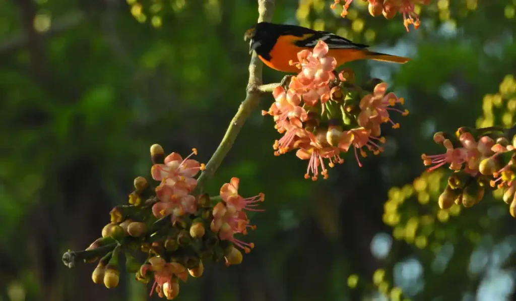 Baltimore Oriole