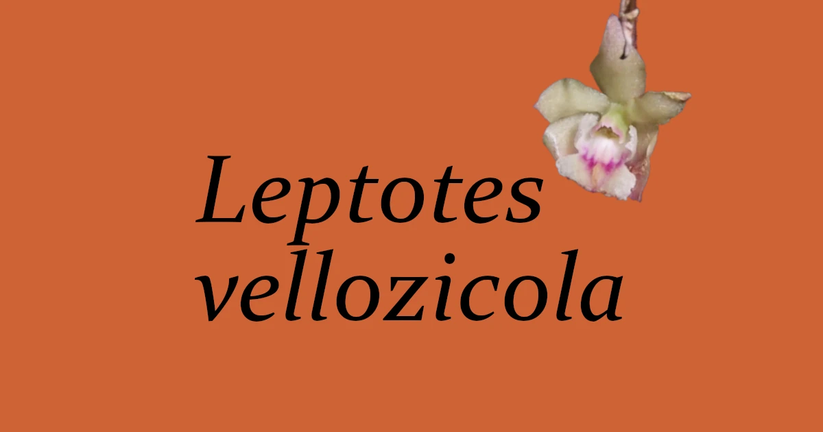 Leptotes vellozicola