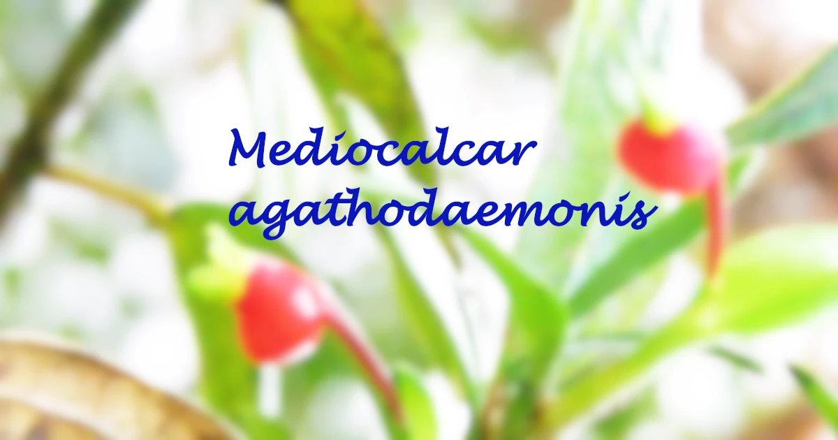 Mediocalcar agathodaemonis