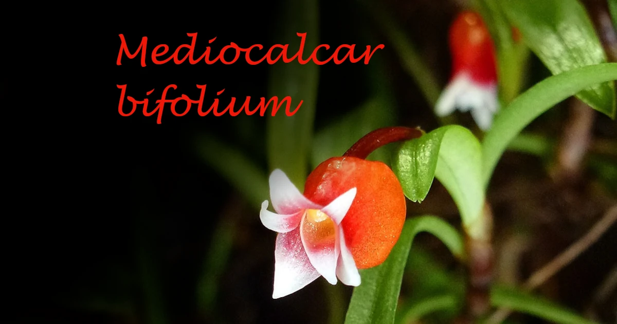 Mediocalcar bifolium
