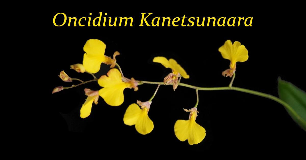 Oncidium Kanetsunaara