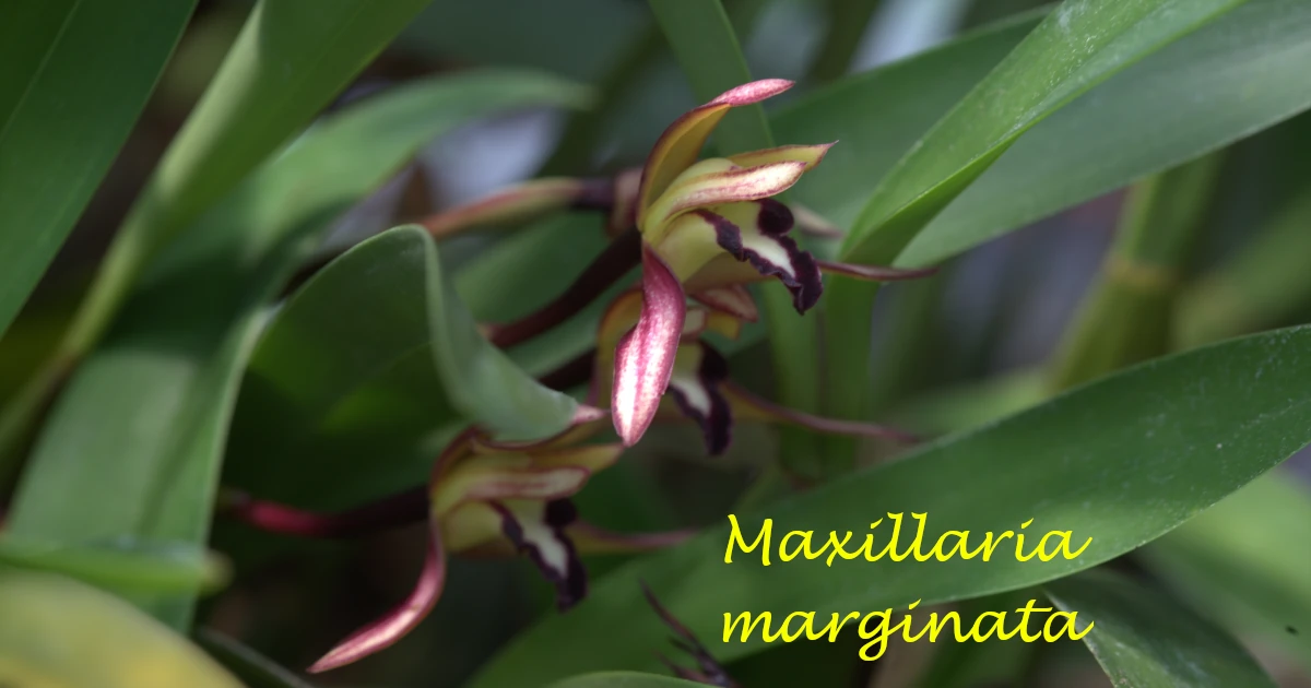 Maxillaria marginata