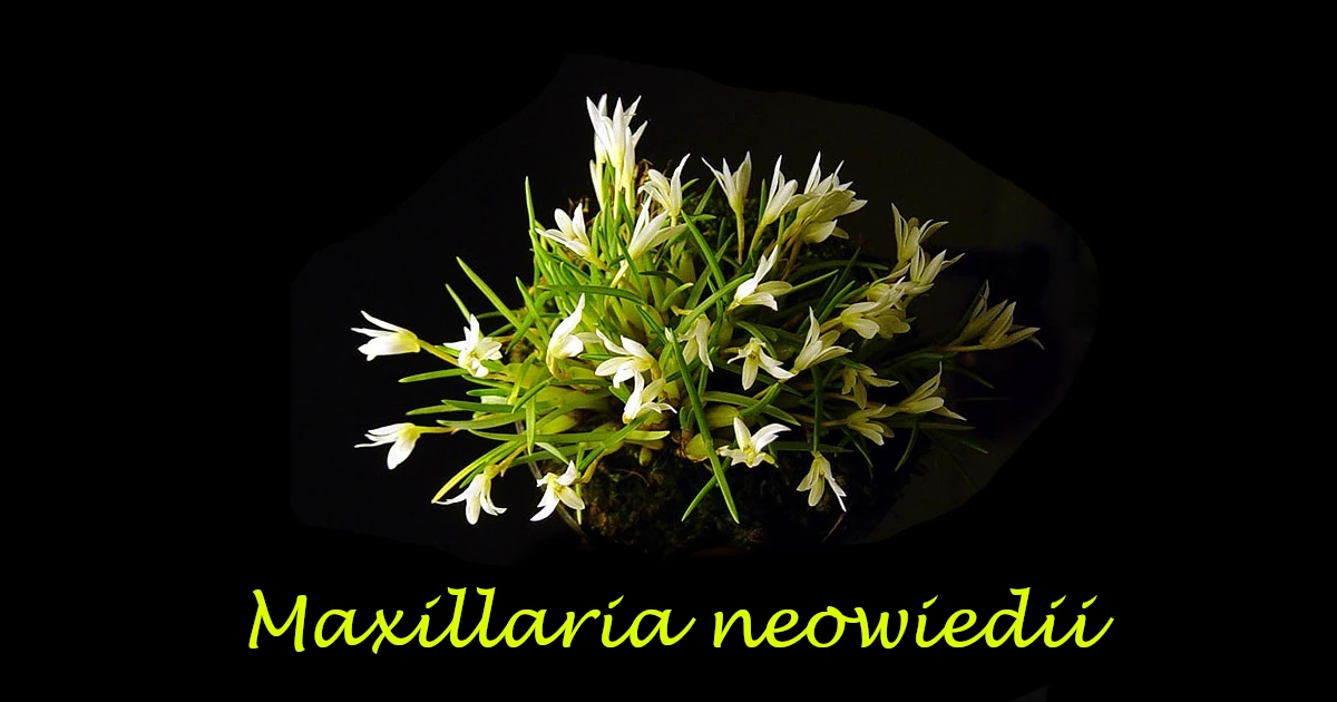 Maxillaria neowiedii