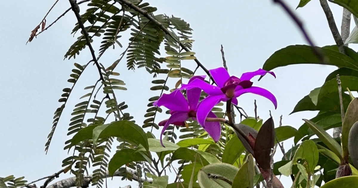 Cattleya violacea