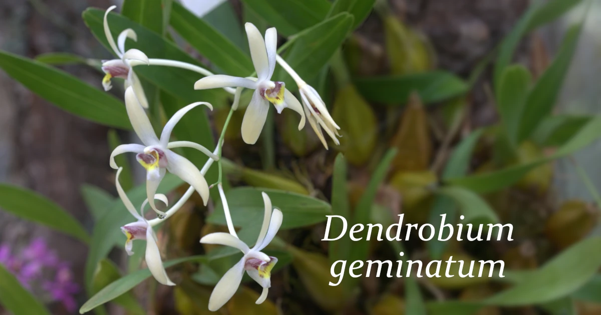 Dendrobium geminatum