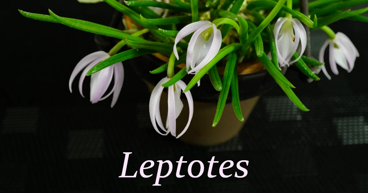 Leptotes