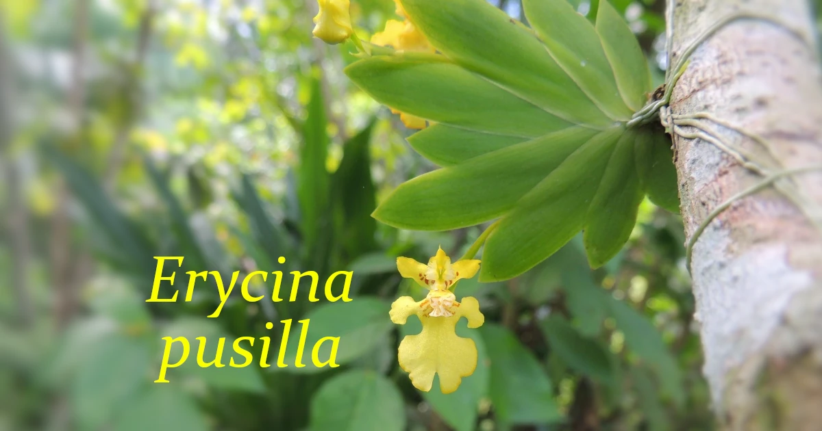 Erycina pusilla