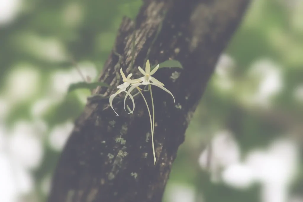 ゴーストオーキッド