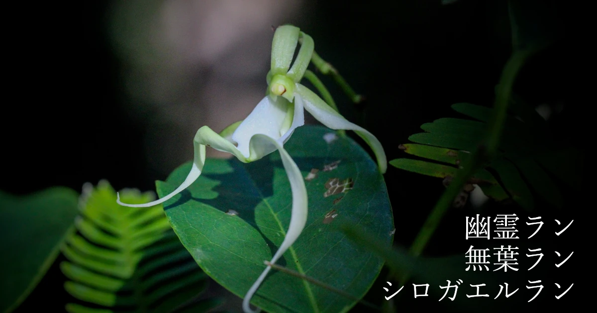 Dendrophylax lindenii