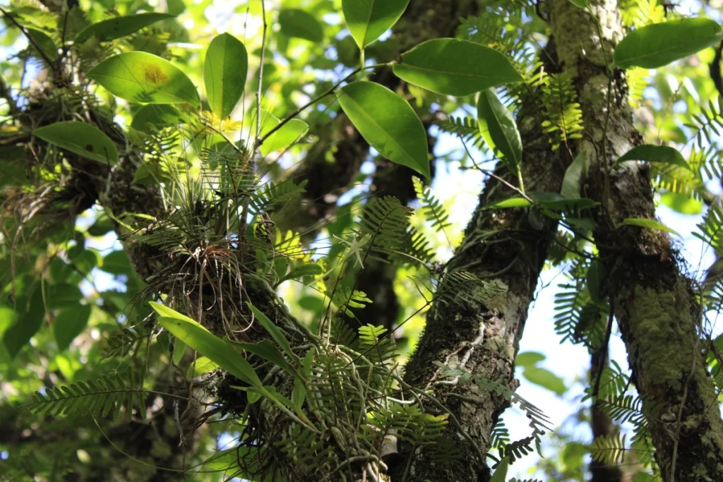 ビッグサイプレス国立野生保護区(Big Cypress National Preserve)