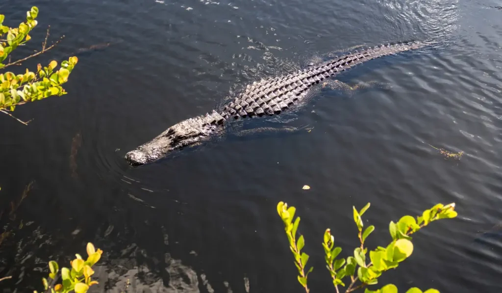Crocodile
クロコダイル